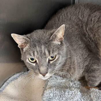 Rescue Domestic Short Hair Cats for Adoption in Lambertville, New Jersey - Jayden | PetCurious