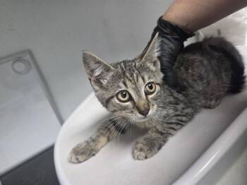 MARTIN -  Domestic Short Hair Cat for Adoption in Antioch, California - MARTIN | PetCurious