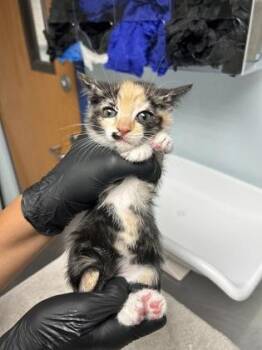Dolly Parton -  Domestic Short Hair Cat for Adoption in Largo, Florida - Dolly Parton | PetCurious