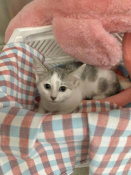Rescue Turkish Van Cats for Adoption in Tavares, Florida - Hannah | PetCurious
