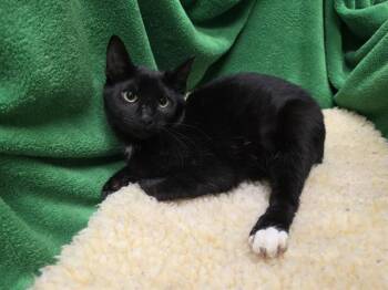 Rescue Domestic Short Hair Cats for Adoption in Winter Haven, Florida - MRS WHITE | PetCurious