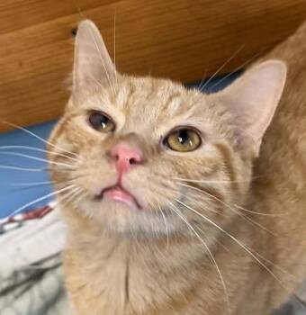 Clyde -  Domestic Short Hair Cat for Adoption in Robinson, Illinois - Clyde | PetCurious