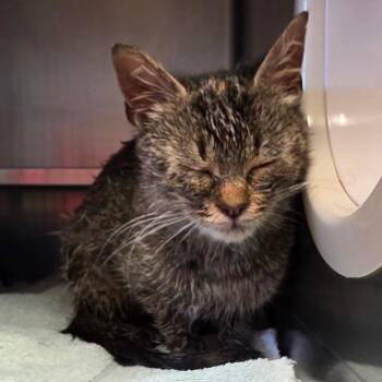 Debra -  Domestic Short Hair Cat for Adoption in Bristol, Indiana - Debra | PetCurious