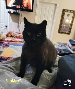 Domestic Short Hair Cats Available for Adoption - Jabba | PetCurious