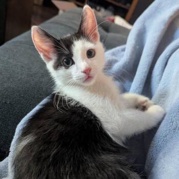 Riku -  Domestic Short Hair Cat for Adoption in Westminster, California - Riku | PetCurious