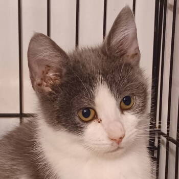 Rescue Domestic Short Hair Cats for Adoption in San Jose, California - Bergamot | PetCurious