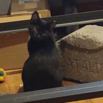 Rescue Domestic Short Hair Cats for Adoption in Madison, Wisconsin - Blackie | PetCurious