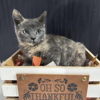 Rescue Domestic Short Hair Cats for Adoption in Huntington Beach, California - Sage | PetCurious