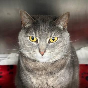 Pearly / Pearl -  Domestic Short Hair Cat for Adoption in Chicago, Illinois - Pearly / Pearl | PetCurious