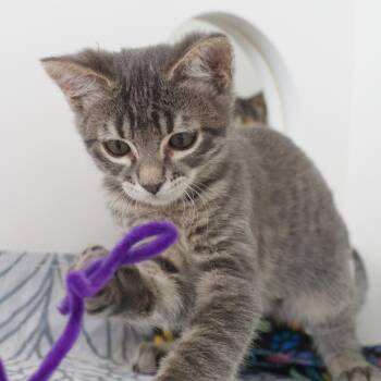 Stewie (and Missy) -  Domestic Short Hair Cat for Adoption in Seattle, Washington - Stewie (and Missy) | PetCurious