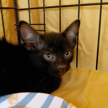 Storm -  Domestic Short Hair Cat for Adoption in Brighton, Missouri - Storm | PetCurious