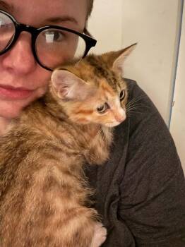 Maple -  Domestic Short Hair Cat for Adoption in Chicago, Illinois - Maple | PetCurious