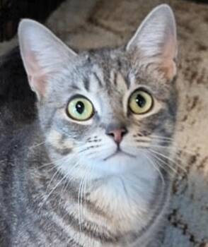Maxie -  Tabby Cat for Adoption in Attleboro, Massachusetts - Maxie | PetCurious
