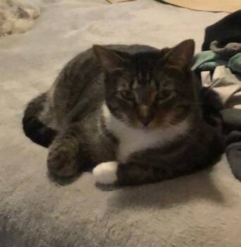 Mitts -  Tabby Cat for Adoption in Ocala, Florida - Mitts | PetCurious