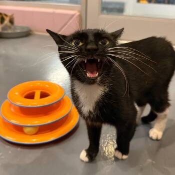 Domestic Short Hair Cats Available for Adoption in South Bend, Indiana - Mariposa | PetCurious