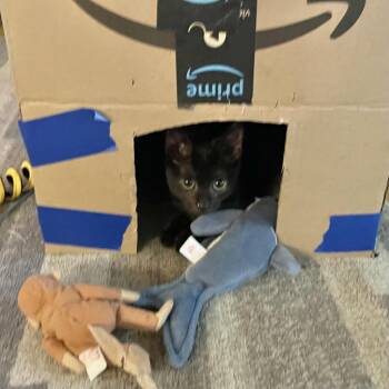 Kit Kat -  Domestic Short Hair Cat for Adoption in Lewisville, Texas - Kit Kat | PetCurious