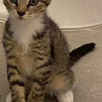 Duchess -  Domestic Short Hair Cat for Adoption in Aldie, Virginia - Duchess | PetCurious
