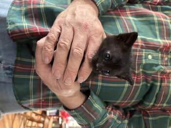 Domestic Short Hair Cats Available for Adoption in Akron, Ohio - Doom Scroll | PetCurious