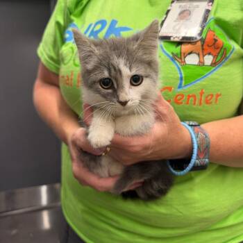 Sandwich -  Domestic Short Hair Cat for Adoption in Morganton, North Carolina - Sandwich | PetCurious