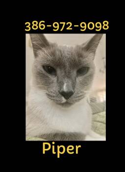 Piper (SIAMESE CAT) so sweet Video -  Siamese Cat for Adoption in Port Orange, Florida - Piper (SIAMESE CAT) So Sweet Video | PetCurious