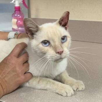 Siamese Cats Available for Adoption in Salisbury, Maryland - Anderson | PetCurious
