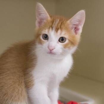 Lloyd (bonded with Harry) -  Domestic Short Hair Cat for Adoption in Verona, Wisconsin - Lloyd (bonded With Harry) | PetCurious