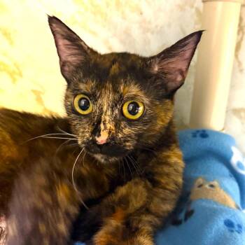 KATNISS -  Tortoiseshell Cat for Adoption in Joshua Tree, California - KATNISS | PetCurious