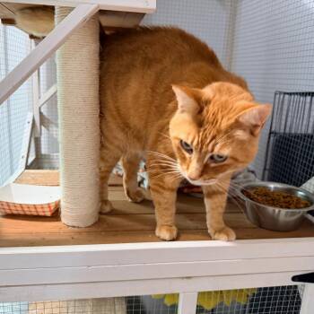 Max -  Domestic Short Hair Cat Available for Adoption in Nokesville, Virginia - Max | PetCurious