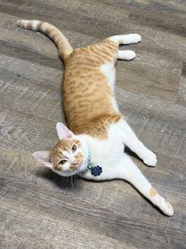 Domestic Short Hair and Tabby Cats Available for Adoption - Maximus | PetCurious
