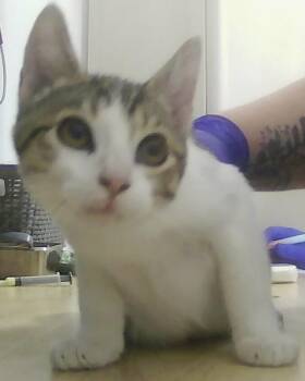 Dallie -  Domestic Short Hair Cat for Adoption in Dayton, Minnesota - Dallie | PetCurious