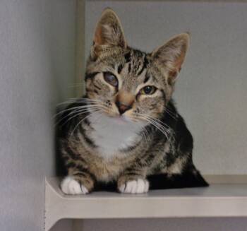 TURBO TAX -  Tabby Cat for Adoption in Delhi, New York - TURBO TAX | PetCurious