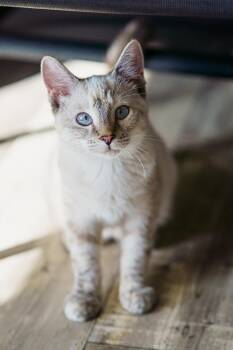 Sonoma -  Siamese and Tabby Cat for Adoption in Lampasas, Texas - Sonoma | PetCurious