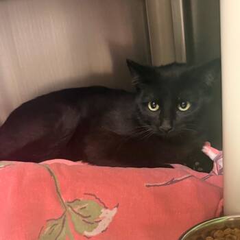 Domestic Short Hair Cats Available for Adoption in Flagstaff, Arizona - Fava - Sweet Shadow Kitty! | PetCurious