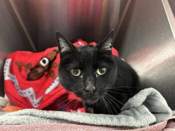 Rescue Domestic Short Hair Cats for Adoption in Raleigh, North Carolina - CHLOE | PetCurious