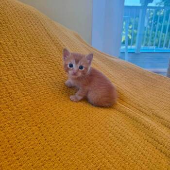 Orange juice -  Domestic Short Hair Cat for Adoption in Ferndale, Washington - Orange Juice | PetCurious