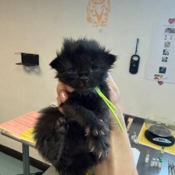 Domestic Short Hair Cats Available for Adoption in Austin, Texas - Venamoose 6 | PetCurious