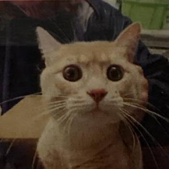 Domestic Short Hair Cats Available for Adoption in Bentonville, Arkansas - Sledge | PetCurious