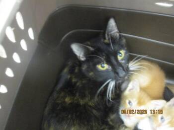 Suli(718) -  Domestic Short Hair Cat for Adoption in Marietta, Georgia - Suli(718) | PetCurious