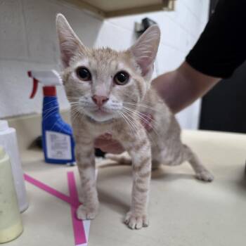 Catzilla -  Domestic Short Hair Cat for Adoption in Ardmore, Oklahoma - Catzilla | PetCurious