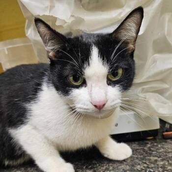 Layla Ann -  Domestic Short Hair Cat for Adoption in New York, New York - Layla Ann | PetCurious