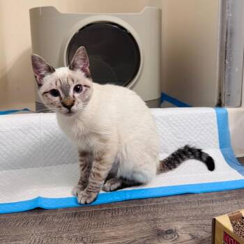 Xena -  Domestic Short Hair Cat for Adoption in Belfair, Washington - Xena | PetCurious