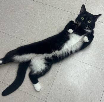 Domestic Short Hair Cats Available for Adoption in Willmar, Minnesota - Cypress | PetCurious