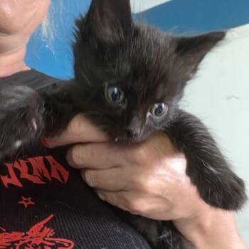 Ozzy C11652 -  Domestic Medium Hair Cat for Adoption - Ozzy C11652 | PetCurious