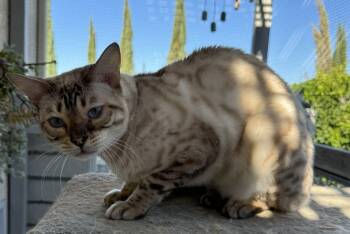 Rescue Bengal Cats for Adoption in San Jacinto, California - Phantom | PetCurious