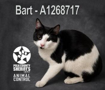 BART -  Domestic Short Hair Cat Available for Adoption in Winter Haven, Florida - BART | PetCurious