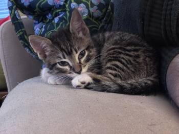Sequoia -  Domestic Short Hair Cat for Adoption in Davis, California - Sequoia | PetCurious
