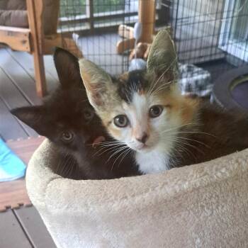 Pickles -  Domestic Medium Hair Cat for Adoption in Chattanooga, Tennessee - Pickles | PetCurious