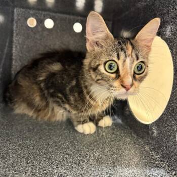 Cassidy -  Domestic Short Hair Cat for Adoption in Birmingham, Alabama - Cassidy | PetCurious