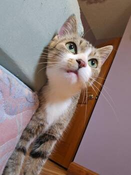 Dolly -  Domestic Short Hair Cat for Adoption in Findlay, Ohio - Dolly | PetCurious