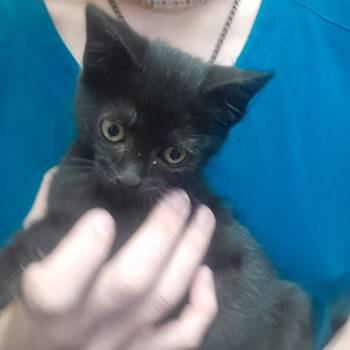 Rescue Domestic Short Hair Cats for Adoption in Pagosa Springs, Colorado - Seraphina | PetCurious